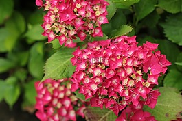 鲜花,斯特劳斯,性质