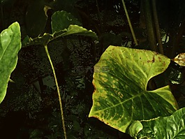 丛林,黑暗,植物