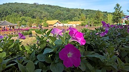 花,主题,公园