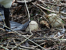 天鹅,蛋,鸟巢