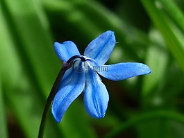 野风信子,花,开花