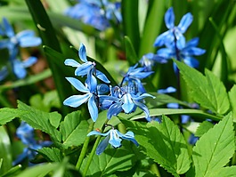 野鞠花图片 野鞠花素材 野鞠花模板免费下载 六图网