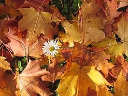 秋季,叶子,地球