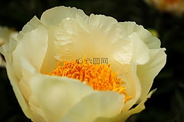 花,野生花卉,植物园