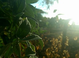 哇,太阳,绿色