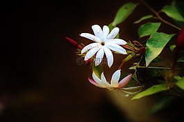 花,白,洁白的花朵
