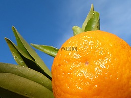 橘,叶,天空