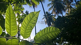哇,太阳,绿色