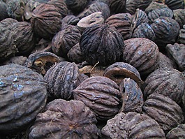 种子,自然,纹理