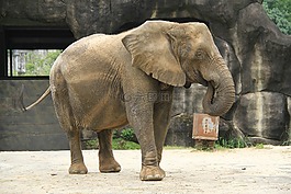 象,動物園,大耳朵