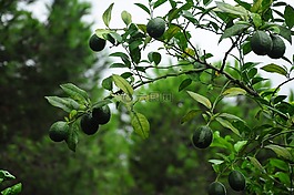 柠檬,柠檬树,七山柠檬