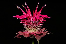 花,beebalm,佛手柑