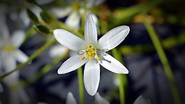 花,开花,野草