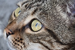 猫,甜,亲爱
