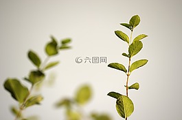 绿叶,叶子,干