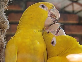 黄色鸟,求爱,动物