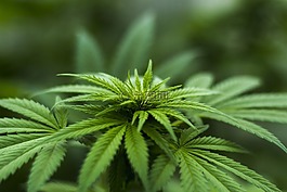 草本植物,大麻,植物