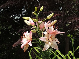百合,百合花,拉莫斯