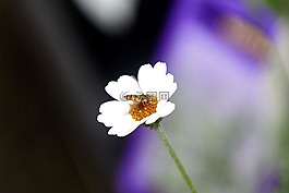 花,性质,苏格兰