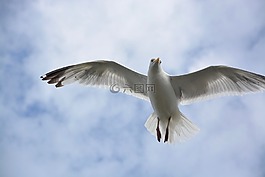 海鸥,头脸,看看