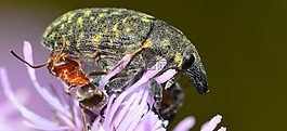 昆虫,象鼻虫,甲虫