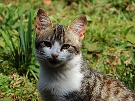猫,猫科动物,动物
