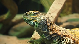 饲养站,动物园,伍珀塔尔