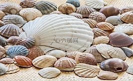 海贝壳,贝壳,海