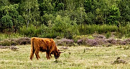 牛肉,海德,高原牛肉