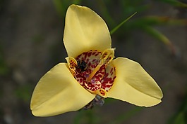 tygrysówka,花,花园