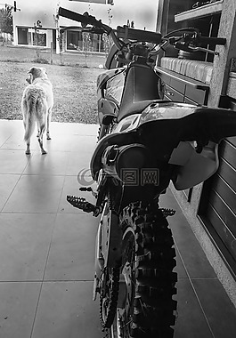 雅马哈 ttr 125,狗,等待