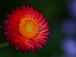 花,红色,橙色关闭