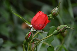 花,粉色,植物区系