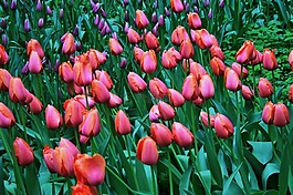 郁金香,鲜花,橙粉色