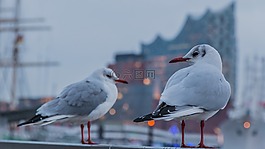 鸟,动物世界,翼