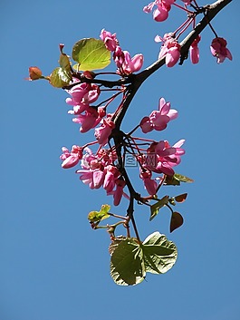 紫丁香,花,花园