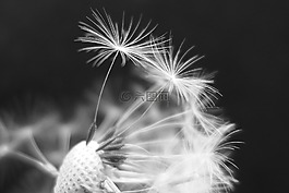蒲公英,蒲公英花,伞