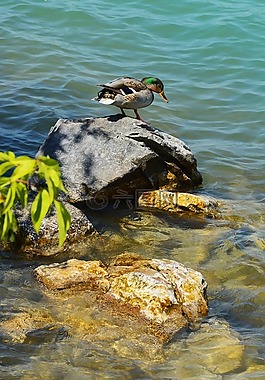 巴拉顿湖,野鸭,湖