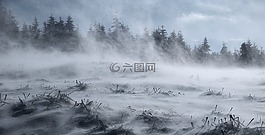 冬季,雪,弗罗斯特