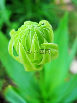 绿色,花蕾,万年青