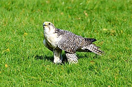 猎鹰,猛禽,鸷鸟