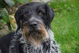 德国wirehaired,狗,纯种狗