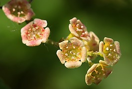 葡萄干开花,小,葡萄干