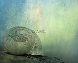 纹理,背景,蜗牛