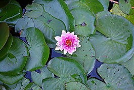 水百合,百合,植物