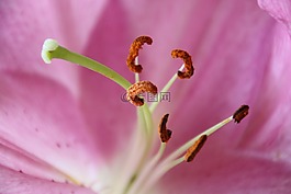 花,柱头,春天