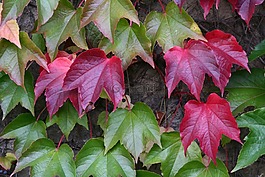 藤,秋季,植物