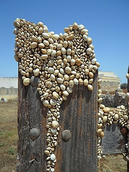 蜗牛,蜗牛壳,壳