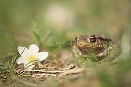 青蛙,男性,蟾蜍