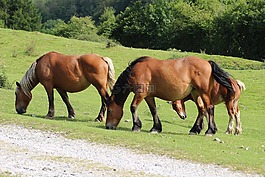 草原,修剪,动物
